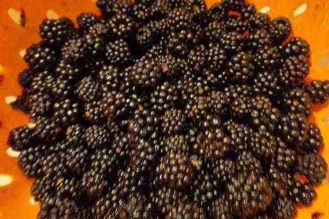 Cliquez pour zoomer ! Confiture de mûres Thermomix par murielle1601