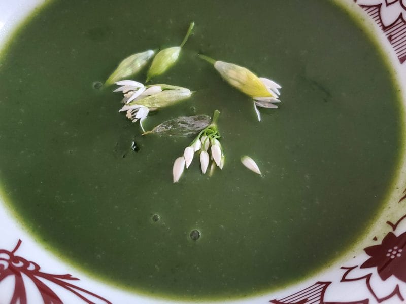 Cliquez pour zoomer ! Velouté à l’ail des ours Thermomix par maga9
