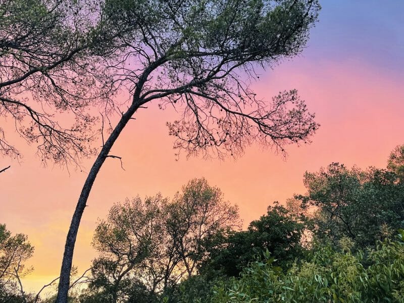 Cliquez pour zoomer ! Pizza capricciosa Thermomix par matt06