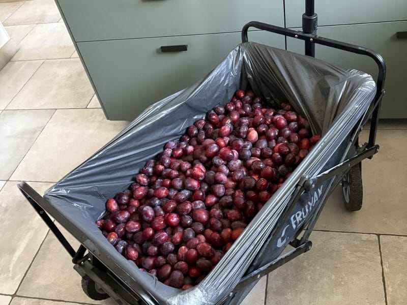 Cliquez pour zoomer ! Confiture de prunes Thermomix par Blanchecvn