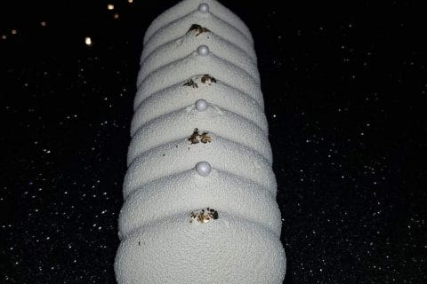 Cliquez pour zoomer ! Photo de jazzy56