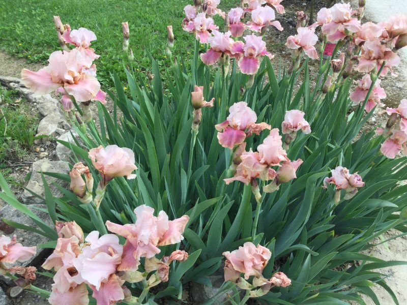 Cliquez pour zoomer ! 0896D9B6-AAC1-4871-9222-C8954B5F1694 Thermomix par chocolatitine