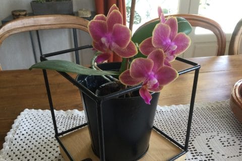 Cliquez pour zoomer ! Photo de chocolatitine