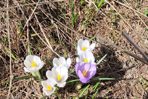 Cliquez pour zoomer ! Photo de chocolatitine