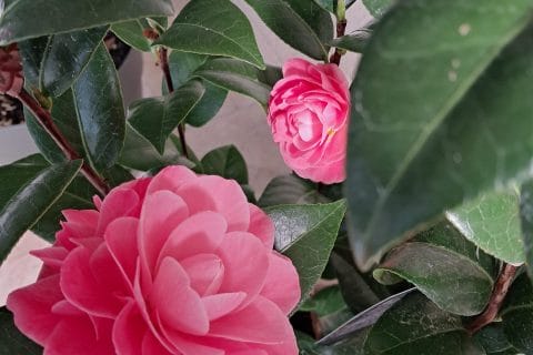 Cliquez pour zoomer ! Photo de chocolatitine