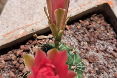 Cliquez pour zoomer ! Photo de chocolatitine