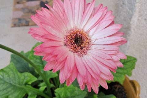 Cliquez pour zoomer ! Photo de chocolatitine