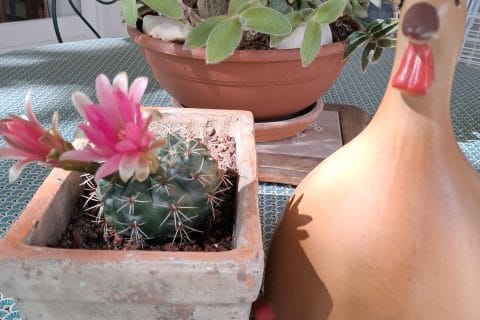 Cliquez pour zoomer ! Photo de chocolatitine