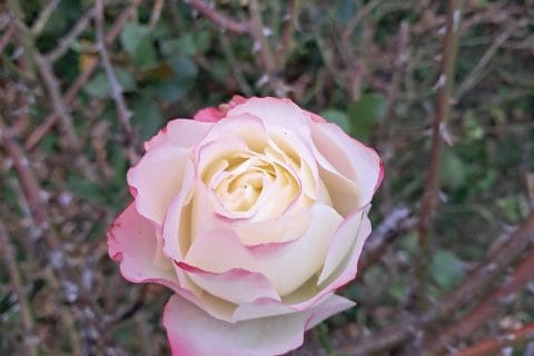 Cliquez pour zoomer ! Photo de chocolatitine