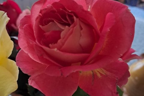 Cliquez pour zoomer ! Photo de chocolatitine