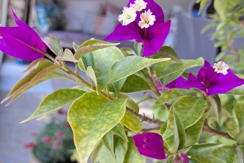 Cliquez pour zoomer ! Photo de chocolatitine