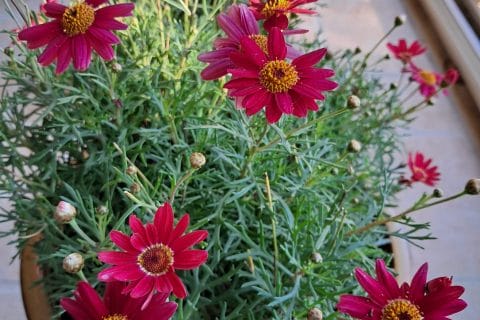 Cliquez pour zoomer ! Photo de chocolatitine