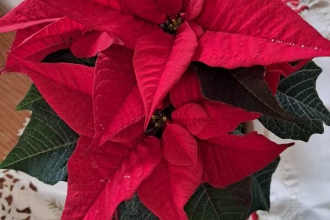 Cliquez pour zoomer ! Photo de chocolatitine