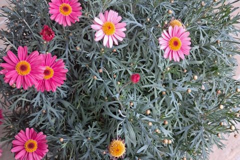 Cliquez pour zoomer ! Photo de chocolatitine