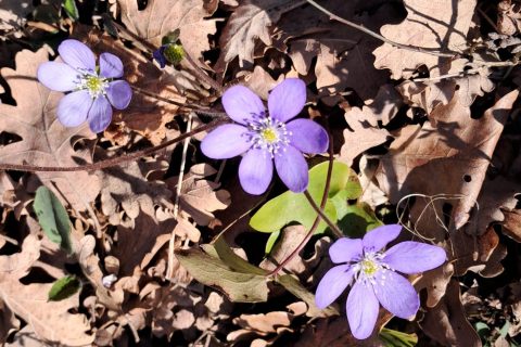 Cliquez pour zoomer ! Photo de chocolatitine