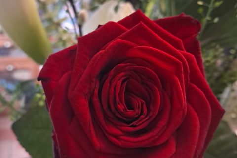 Cliquez pour zoomer ! Photo de chocolatitine