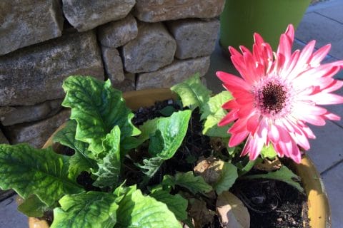 Cliquez pour zoomer ! Photo de chocolatitine