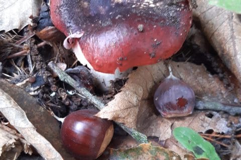 Cliquez pour zoomer ! Crème de marrons Thermomix par Nessa