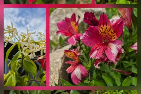 Cliquez pour zoomer ! Photo de Nessa