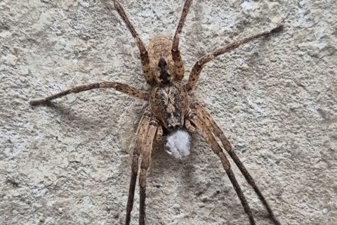 Cliquez pour zoomer ! Photo de Nessa