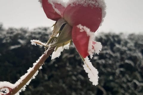 Cliquez pour zoomer ! Photo de Nessa Thermomix par Nessa