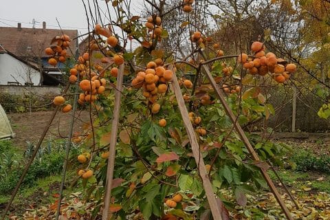 Cliquez pour zoomer ! Crumble au kaki Thermomix par victoria11