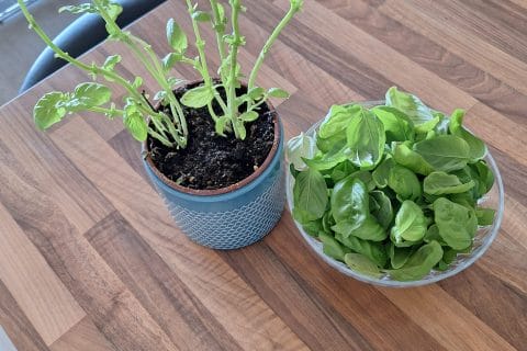 Cliquez pour zoomer ! Pesto Thermomix par 🦕VéroFripouille🦖