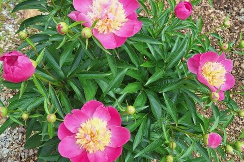 Cliquez pour zoomer ! Photo de 🦕VéroFripouille🦖