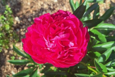 Cliquez pour zoomer ! Photo de 🦕VéroFripouille🦖