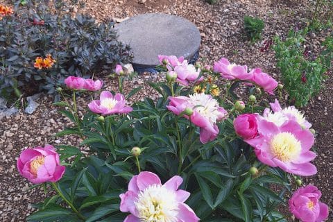 Cliquez pour zoomer ! Photo de 🦕VéroFripouille🦖