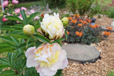 Cliquez pour zoomer ! Photo de 🦕VéroFripouille🦖