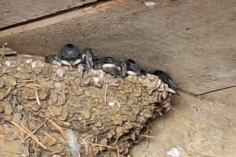 Cliquez pour zoomer ! Photo de 🦕VéroFripouille🦖