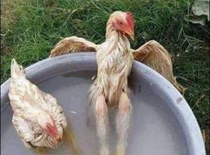 Cliquez pour zoomer ! Photo de 🦕VéroFripouille🦖