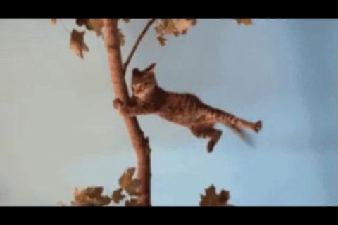 Cliquez pour zoomer ! Photo de 🦕VéroFripouille🦖