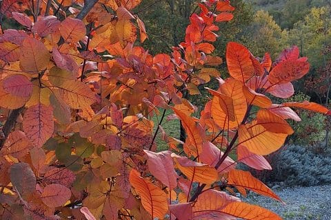 Cliquez pour zoomer ! Photo de 🦕VéroFripouille🦖