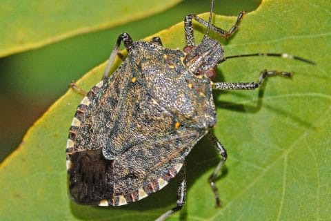 Cliquez pour zoomer ! Photo de 🦕VéroFripouille🦖