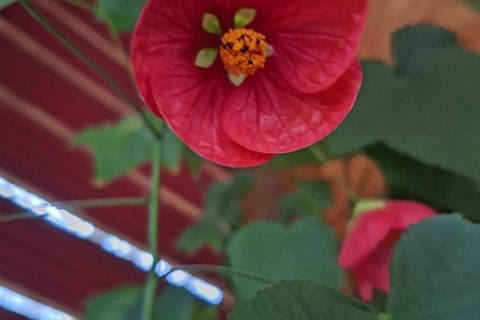 Cliquez pour zoomer ! Photo de 🦕VéroFripouille🦖