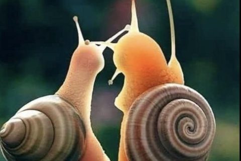 Cliquez pour zoomer ! Photo de 🦕VéroFripouille🦖