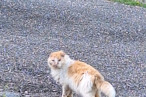 Cliquez pour zoomer ! Photo de 🦕VéroFripouille🦖