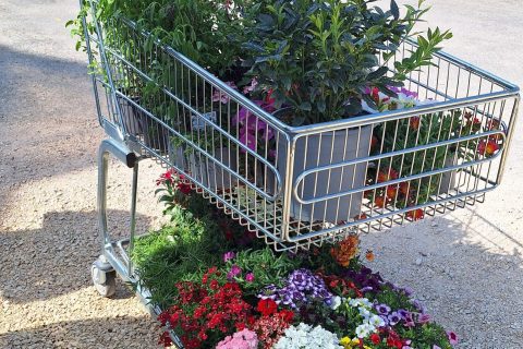 Cliquez pour zoomer ! Photo de 🦕VéroFripouille🦖