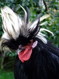 Cliquez pour zoomer ! Photo de vero4676