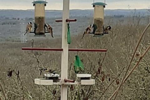 Cliquez pour zoomer ! Photo de 🦕VéroFripouille🦖