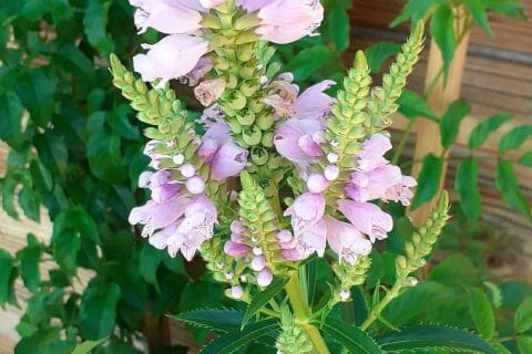 Cliquez pour zoomer ! Photo de vero4676