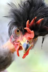 Cliquez pour zoomer ! Photo de vero4676