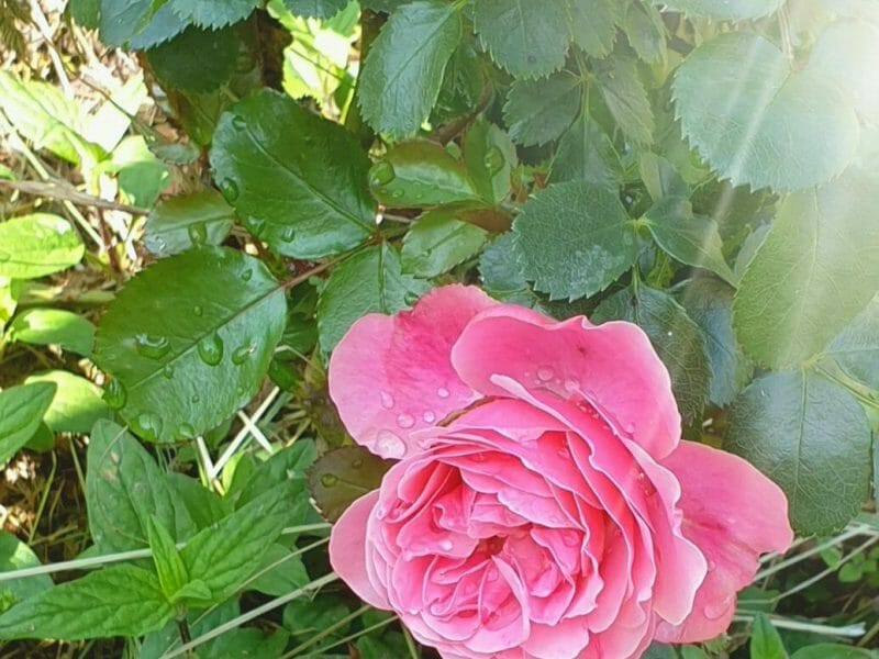 Cliquez pour zoomer ! 20210529_231047 Thermomix par chopin2017