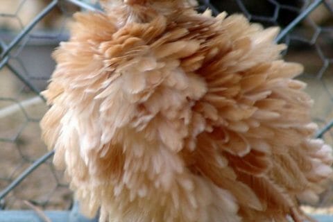 Cliquez pour zoomer ! Photo de poppy25