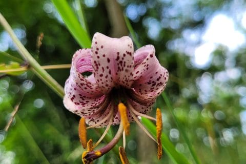 Cliquez pour zoomer ! Photo de cflo68🐞