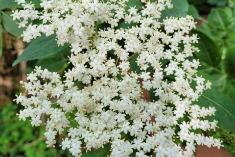 Cliquez pour zoomer ! Photo de cflo68🐞 Thermomix par cflo68🐞