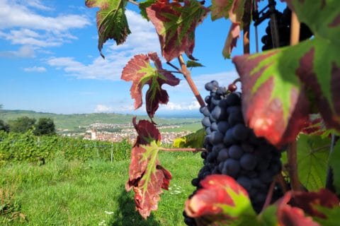 Cliquez pour zoomer ! Photo de cflo68🐞