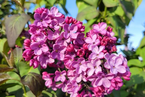 Cliquez pour zoomer ! Photo de cflo68🐞